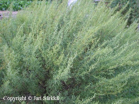 Artemisia abrotanum